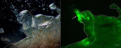 Galactose-Binding C-Type Lectin Promotes Cellular Aggregation of Coelomocytes in Sea Cucumber